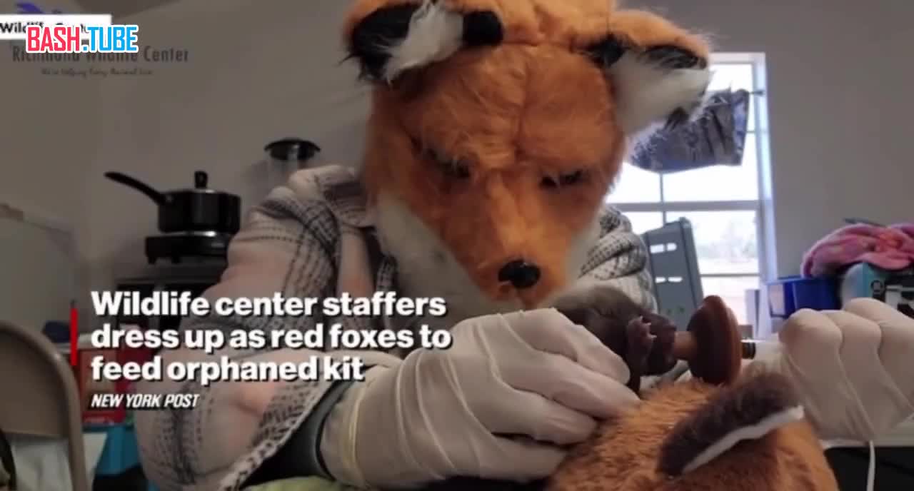 ⁣ Сотрудники центра дикой природы в штате Вирджиния переодеваются в маму-лису, чтобы ухаживать за осиротевшим лисенком