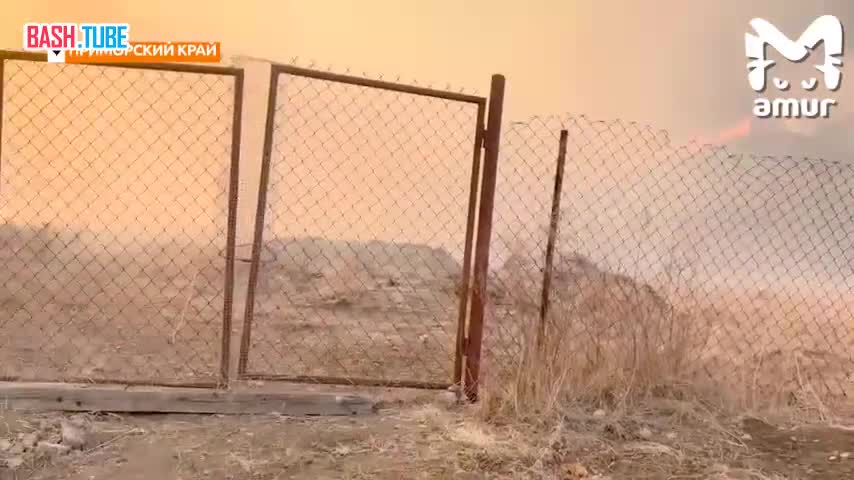  Трагедия в Хасанском районе: стадо оленей спасается от подступающего пламени