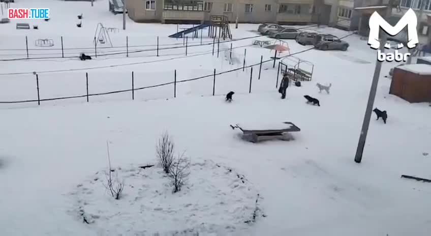 ⁣ Дети спасли мужчину от нападения стаи собак в Усть-Куте Иркутской области