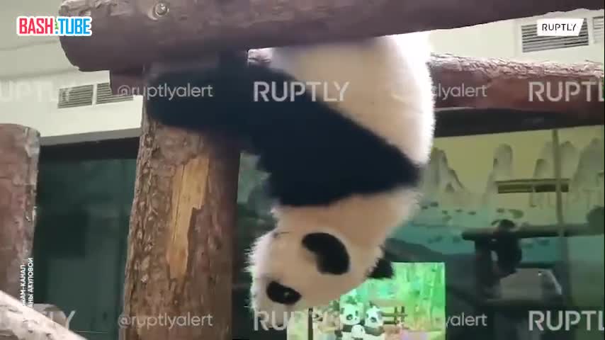 ⁣ Кунг-фу панда Катюша из Московского зоопарка отрабатывает спуск с верхних этажей
