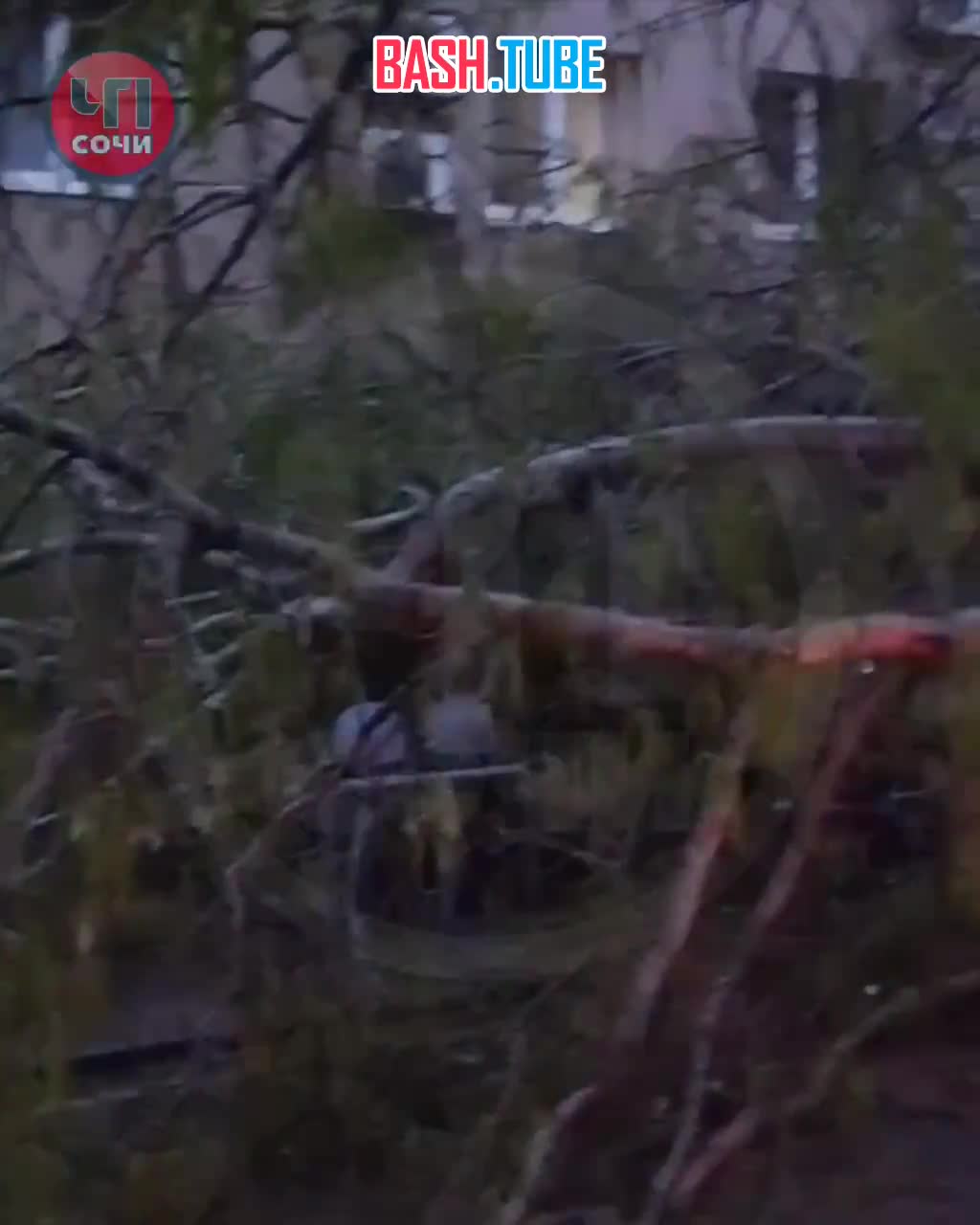 ⁣ Штормовая погода в Сочи: повалены сотни деревьев, в горах выпал снег