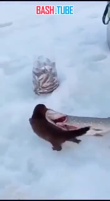 ⁣ В Кировской области норка пыталась стащить у рыбака щуку, которая оказалась в два раза больше зверька