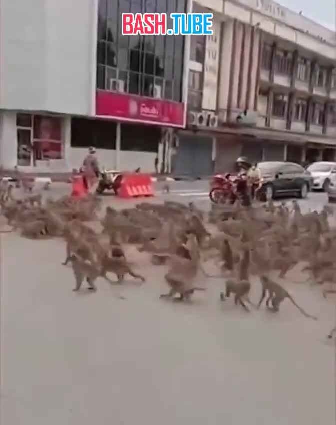⁣ Соперничающие банды обезьян борются за контроль над туристическим город Лопбури в Таиланде