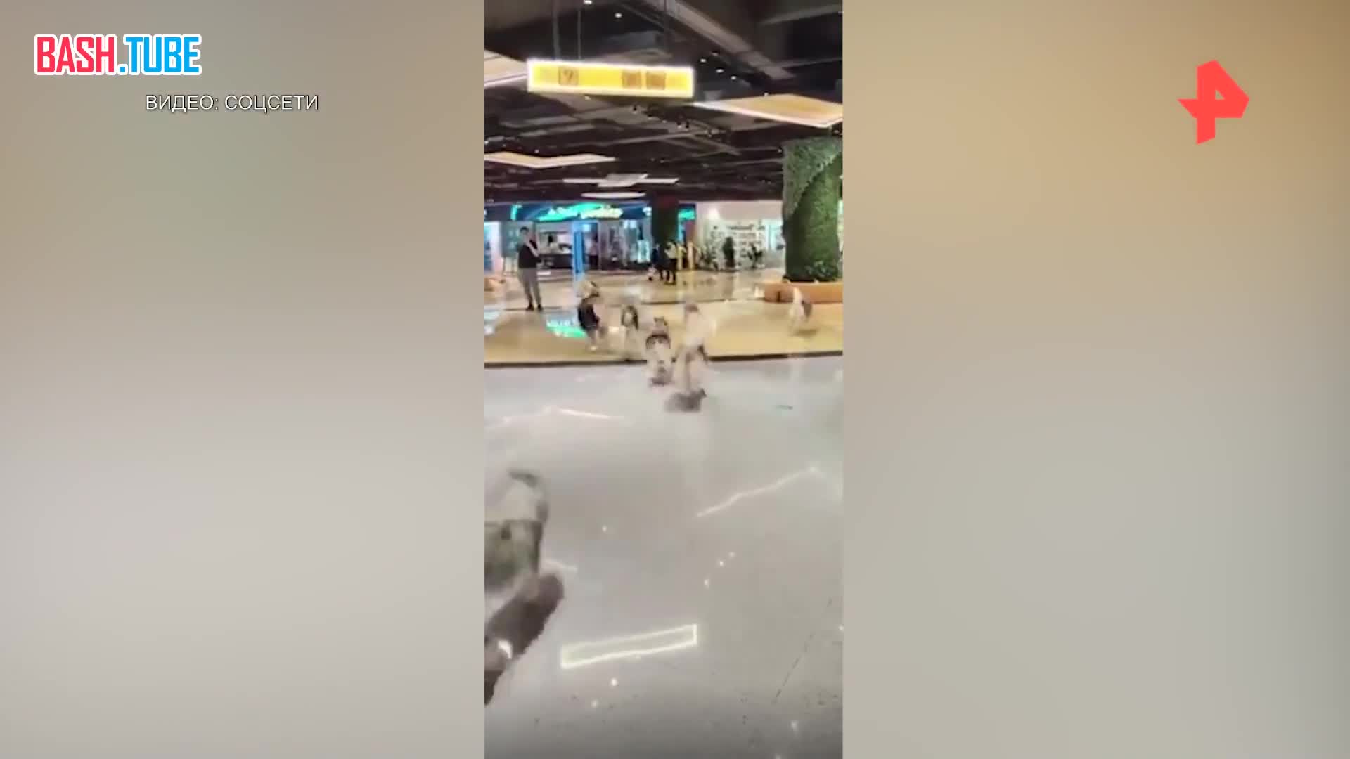 ⁣ Свободу хаски: 100 собак сбежали из зоокафе в китайском торговом центре