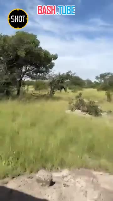  Разъярённый слон напал на автомобиль с туристами в Замбии