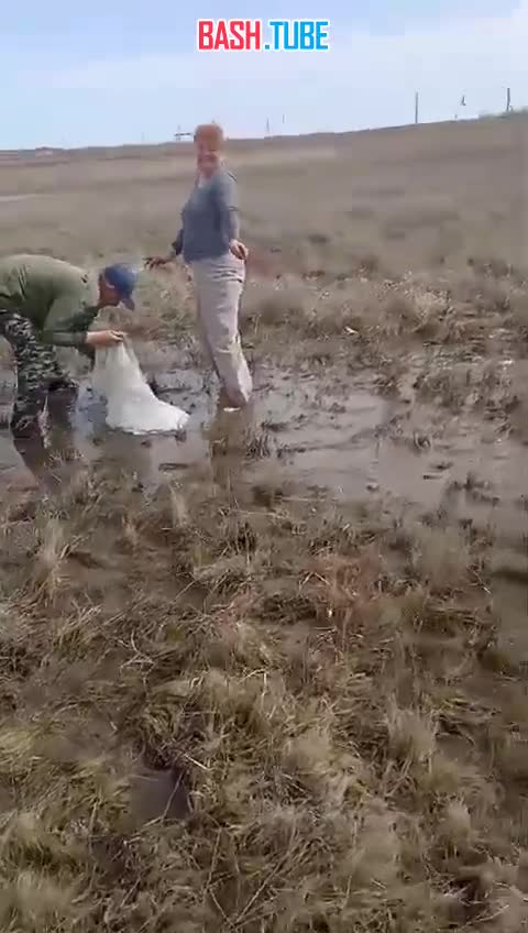  После подтопления в Оренбургской области люди собирают рыбу руками