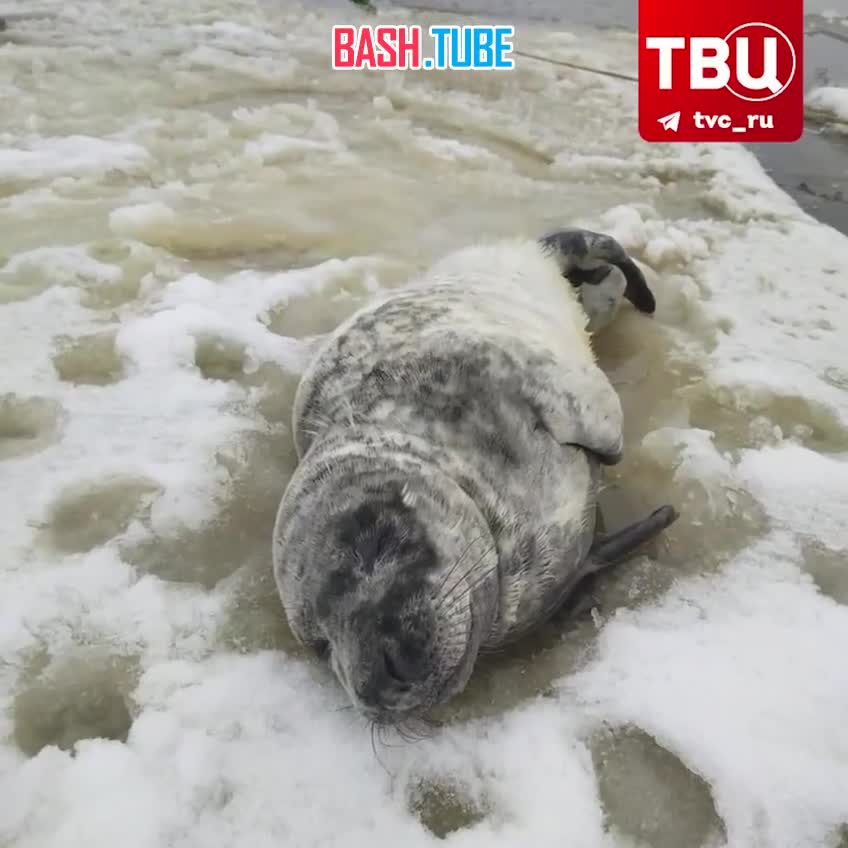 ⁣ Истощённых детёнышей тюленя и ладожской нерпы спасли в Ленинградской области