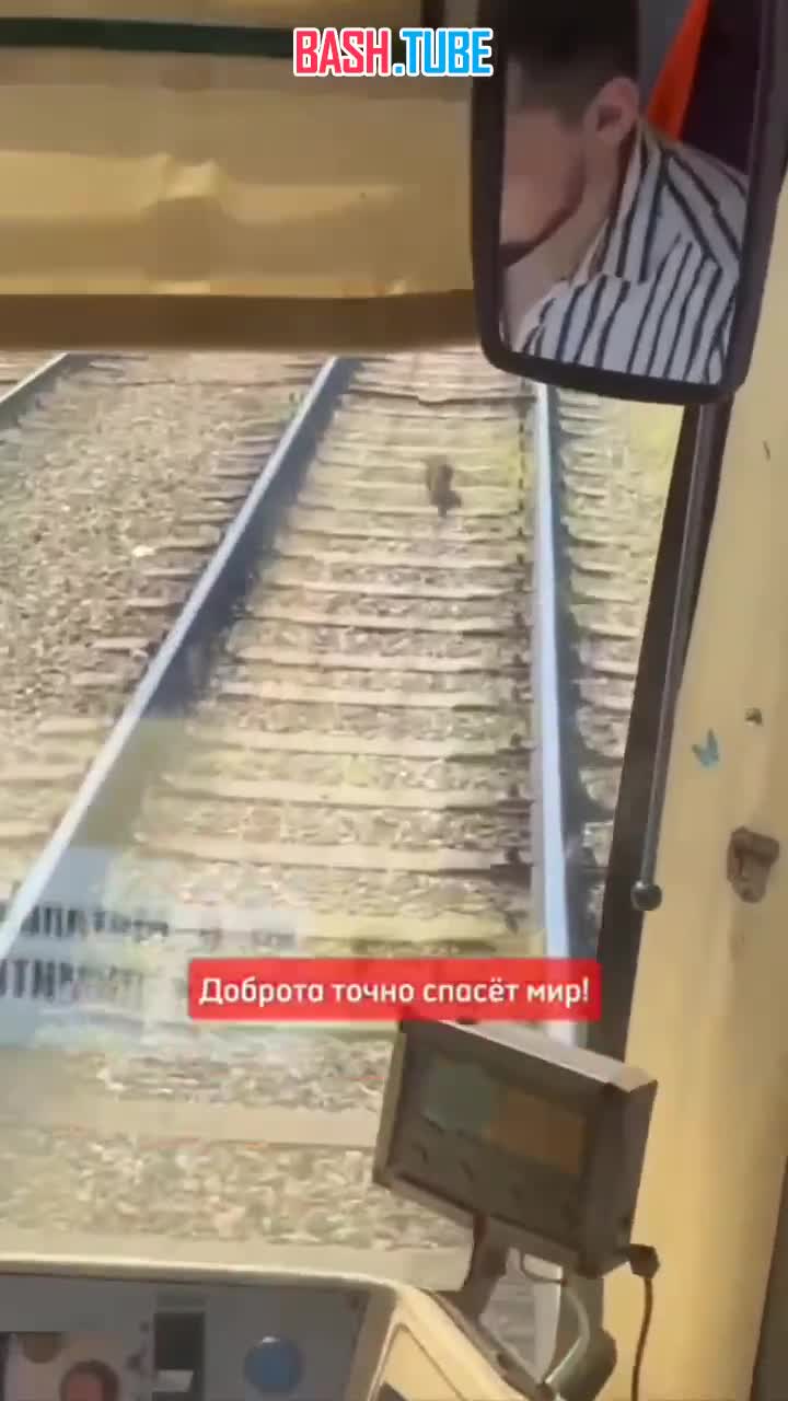 ⁣ Мужчина остановил трамвай в Краснодаре, чтобы спасти кота