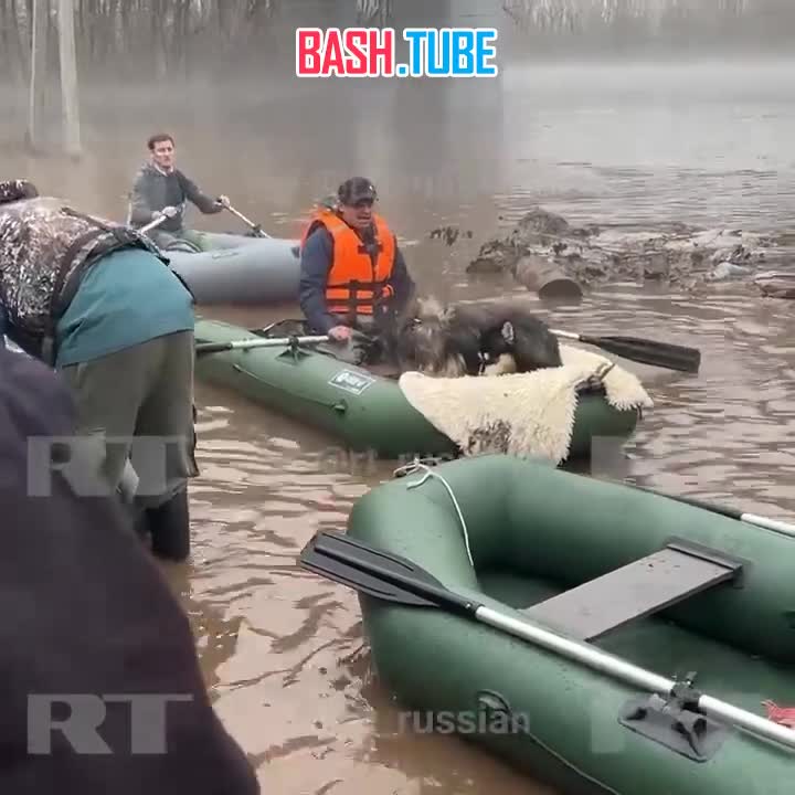 ⁣ В Оренбурге спасают собак из питомника «Оренбургские хаски»
