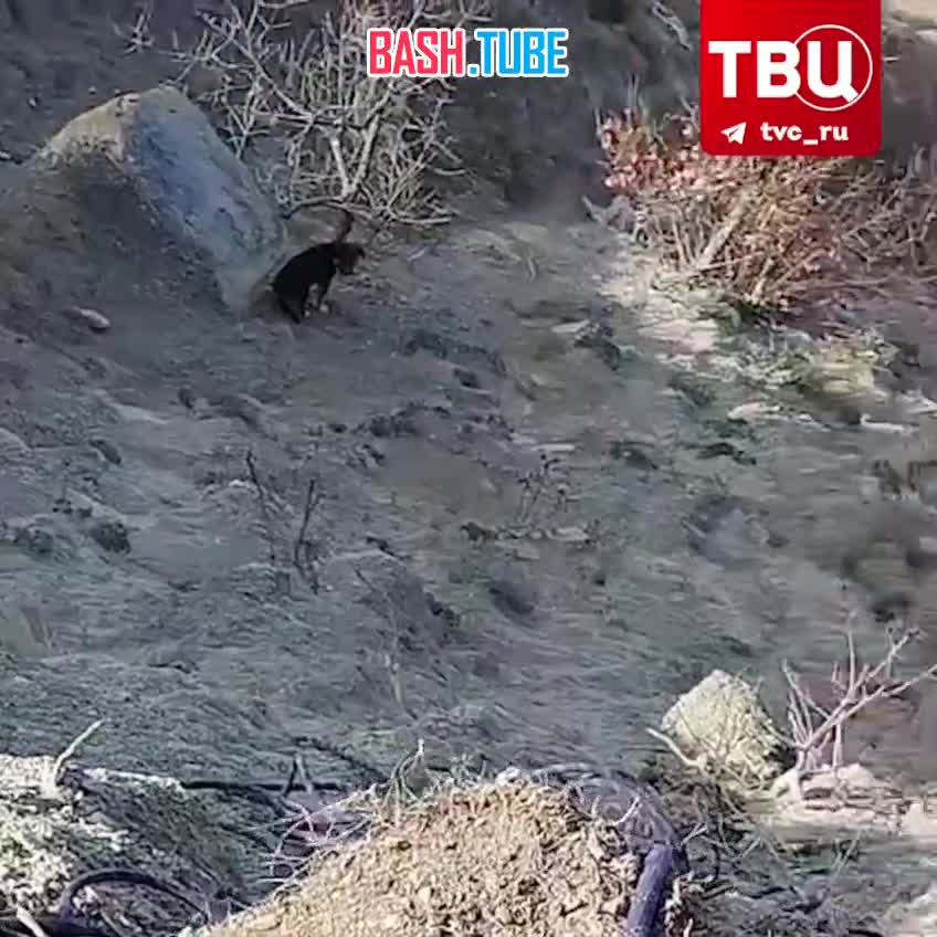 ⁣ Спасатели помогли застрявшим на крутом склоне щенкам в Новороссийске