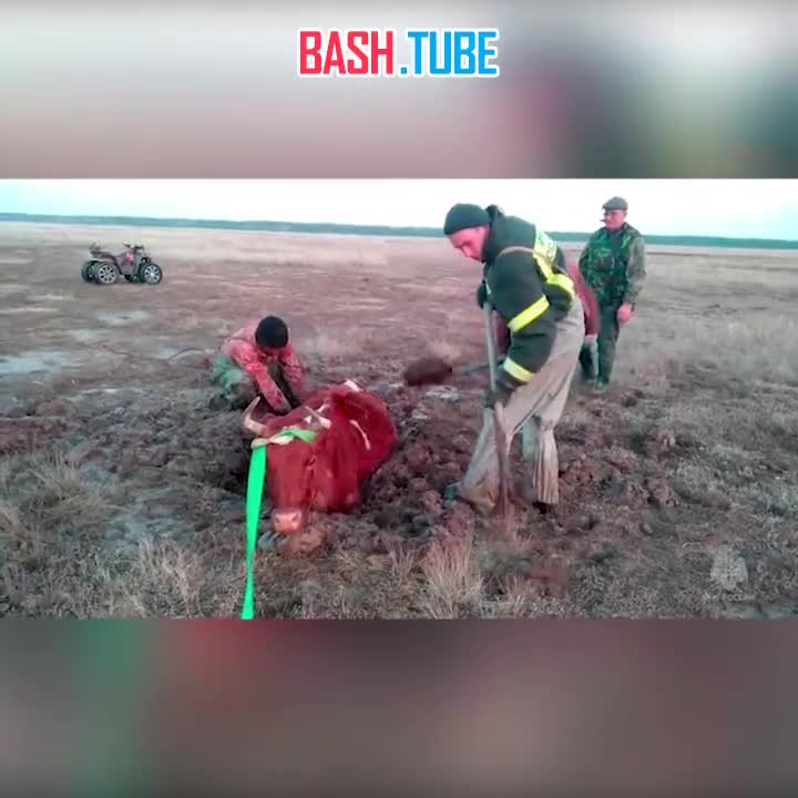  На Алтае спасатели помогли вытащить коров, увязших в размокшей почве