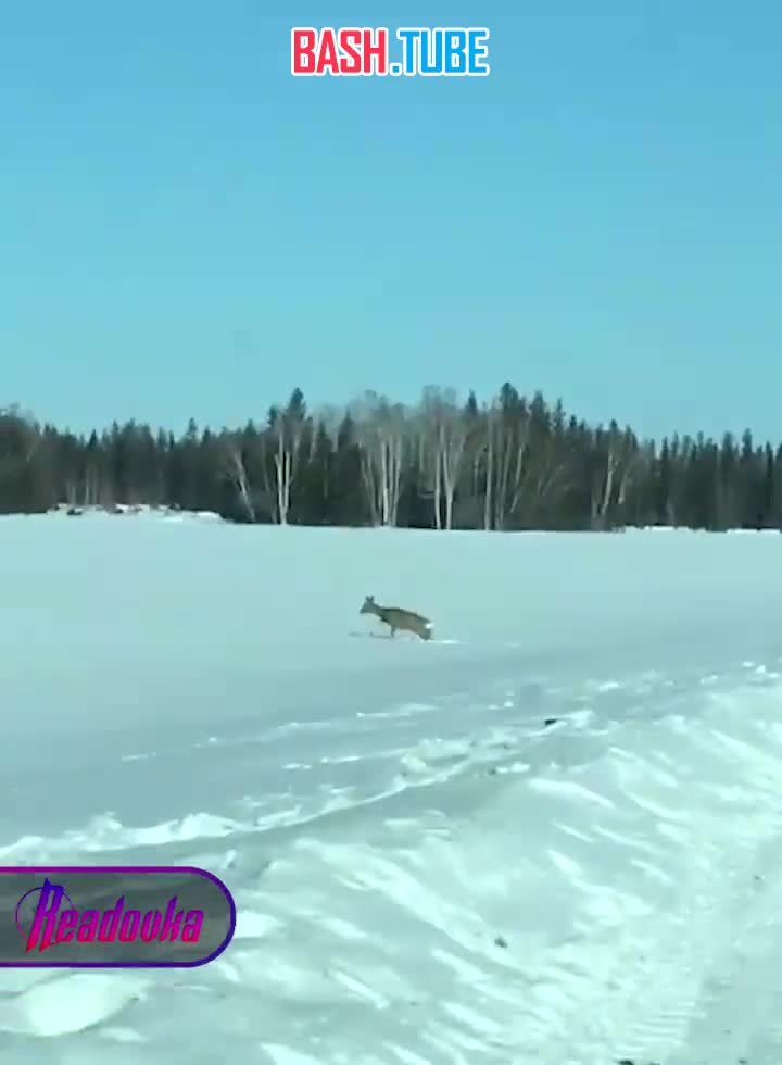  В Якутии проезжий водитель помог косуле выбраться из снежной ловушки, протоптав для нее дорогу до леса