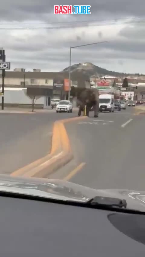 ⁣ В Монтане сбежавший из цирка слон разгуливал по улицам