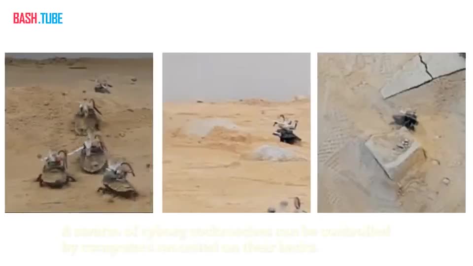 ⁣ Учёные из Сингапура запустили в пустыню армию дистанционно управляемых тараканов-киборгов
