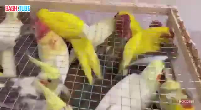 ⁣ В Жуковском таможенники обнаружили 19 редких попугаев, прибывших из Киргизии