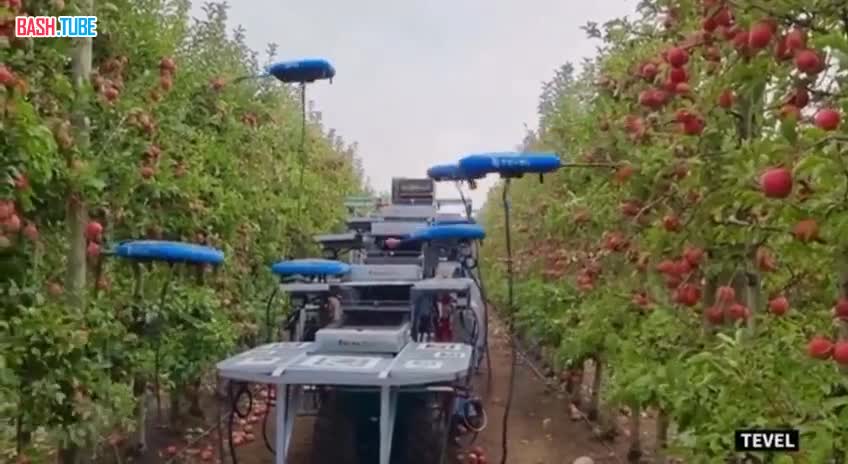 ⁣ В Израиле дроны научились собирать яблоки