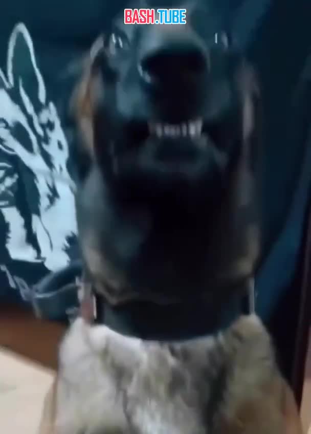 ⁣ В Бразилии полицейский пёс обнаружил крупную партию наркотиков