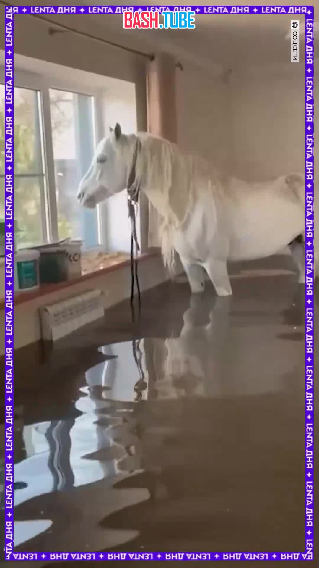 ⁣ Самое чудное спасение этой недели: люди спустили лошадь из затопленного дома