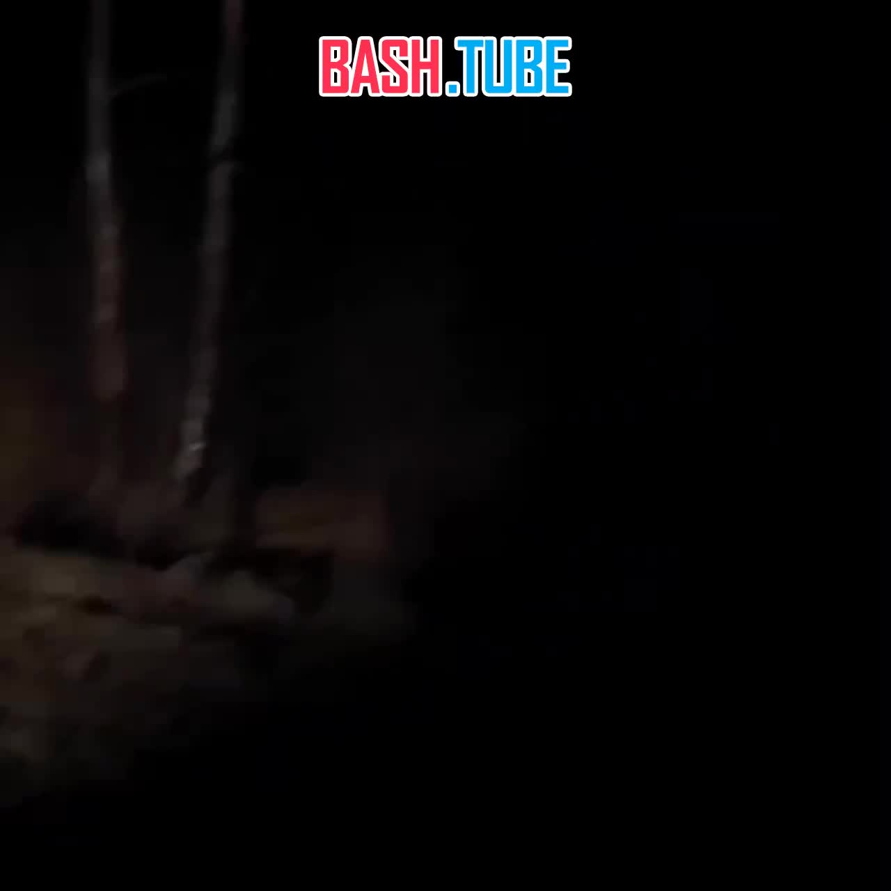  Огромный тигр напугал водителя в Приморье