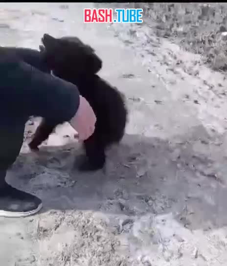 ⁣ В Югре оголодавшие медвежата вышли к людям