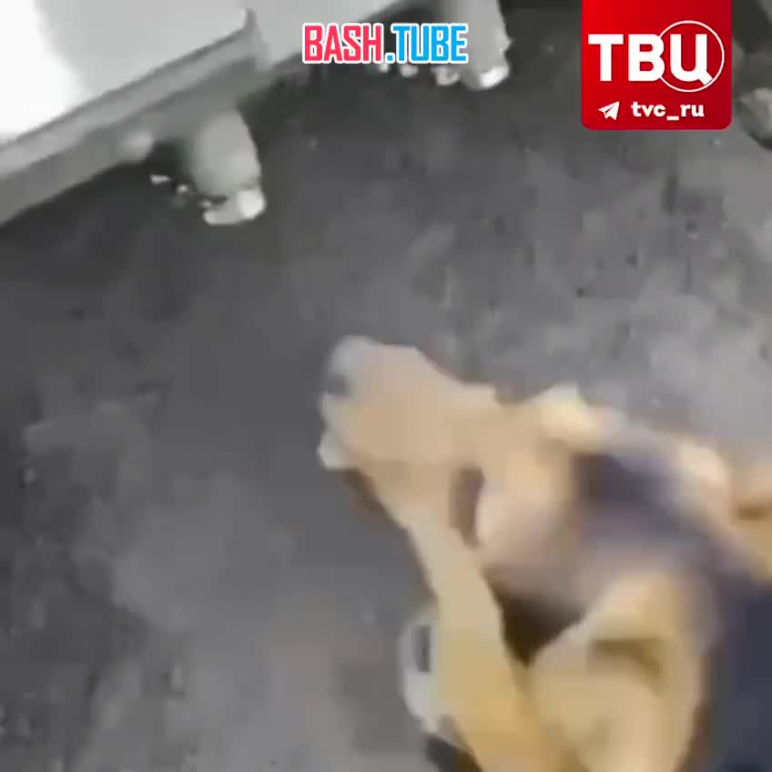 ⁣ Пёс по кличке «Бандит» помогает российским солдатам на передовой