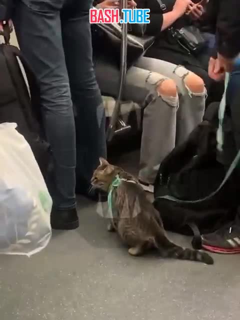 ⁣ На станции ВДНХ задержали агрессивного мужчину с очень спокойным котиком на поводке