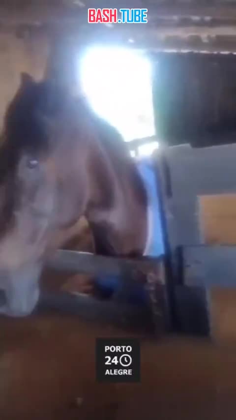 ⁣ Спасение лошади, застрявшей в конюшне, во время продолжающегося разрушительного наводнения в Бразилии