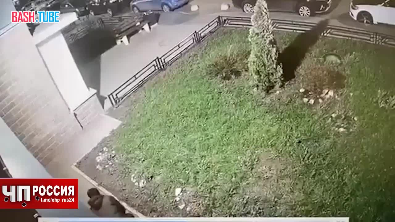 ⁣ В Петербурге ребенок более двух недель прилюдно избивает свою собаку