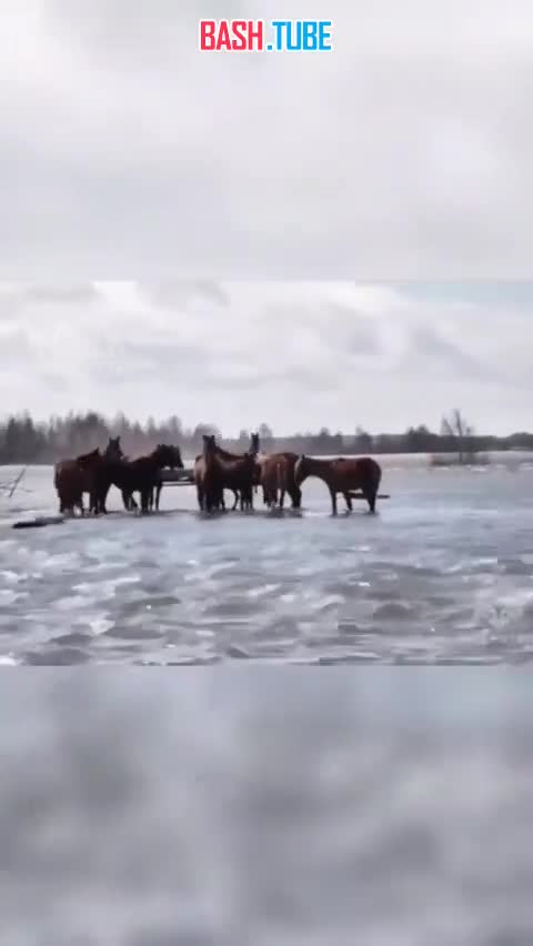 ⁣ Спасли лошадей, оказавшихся в западне