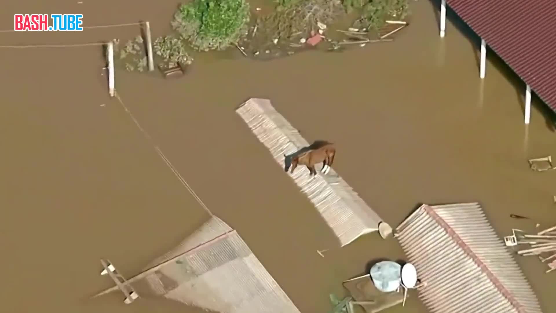 ⁣ Лошадь застряла на крыше дома в Бразилии и стала национальной сенсацией