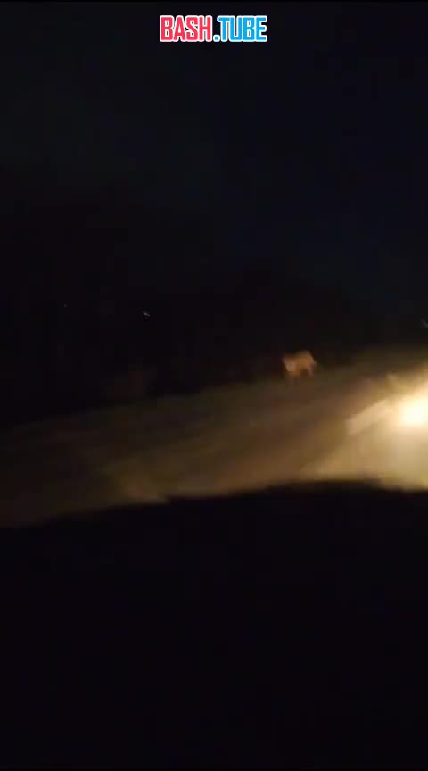 ⁣ Тигр бродит рядом с посёлком Пластун Тернейского района