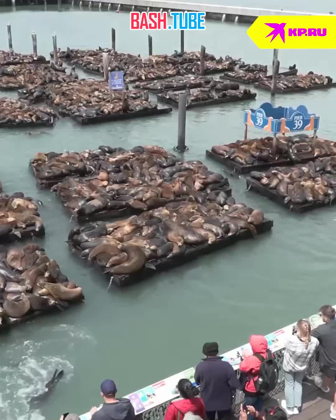 ⁣ Больше двух тысяч морских львов захватили пирс в Сан-Франциско и не собираются никуда уплывать