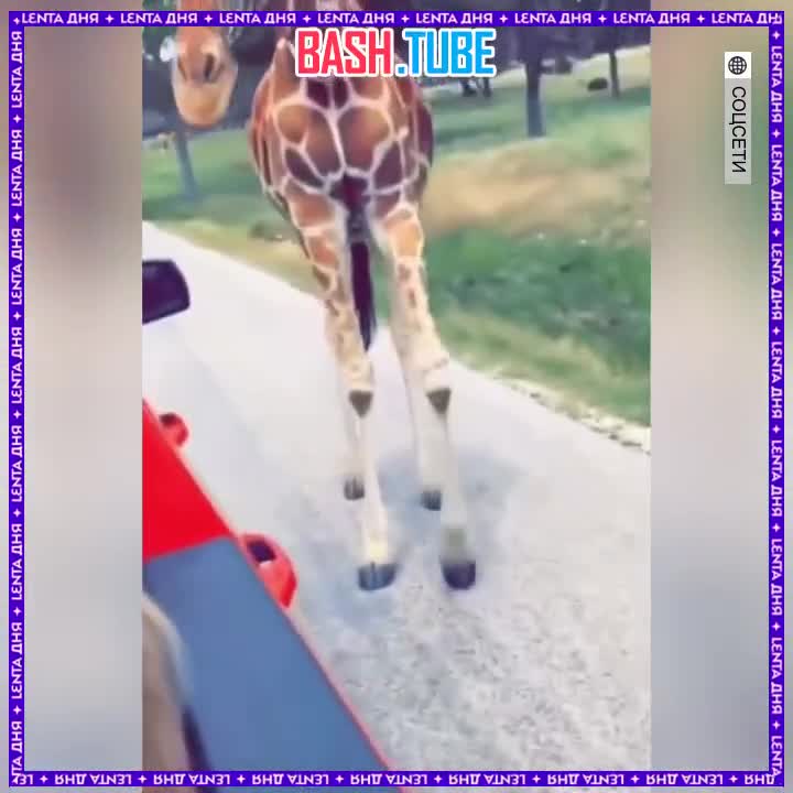 ⁣ Жираф украл ребёнка из машины