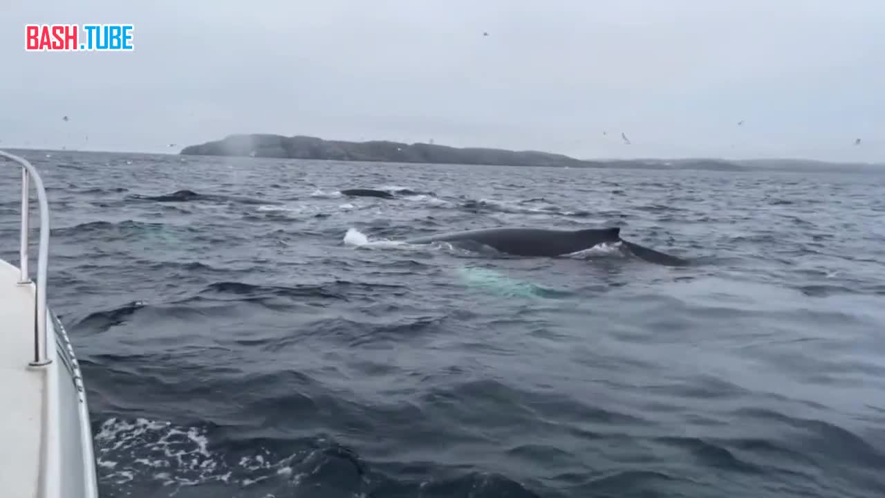 Раненого краснокнижного горбатого кита, попавшего в рыбацкие сети, спасают в Териберской бухте Баренцева моря