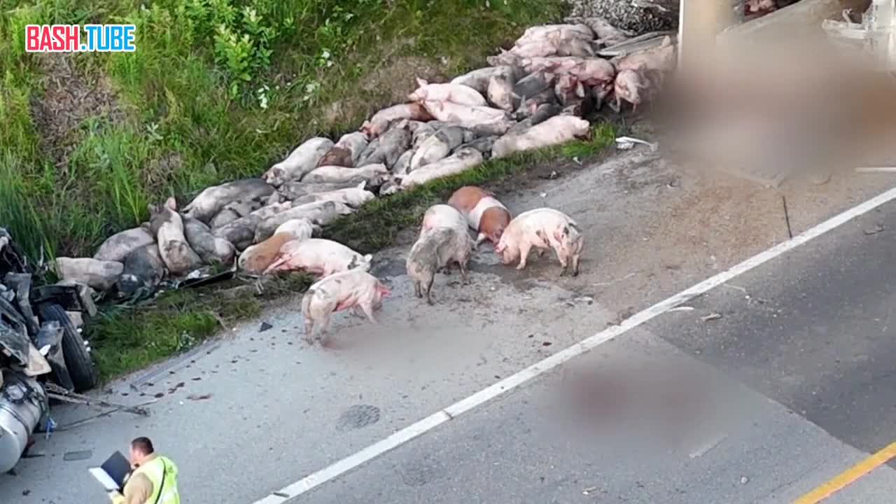 ⁣ Грузовик с более 150 свиньями перевернулся на съезде с трассы в США