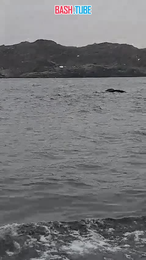⁣ Новости из Териберки про запутавшегося в сетях горбатого кита: вызволить животное пока не удалось