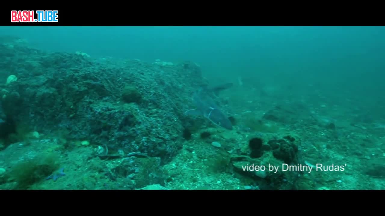 ⁣ Выпутавшаяся из сетей акула попала на видео приморского дайвера