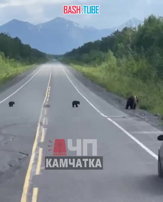 ⁣ На повороте на Шаромы в Камчатском крае, водители прекратили движение, пока мать с тремя медвежатами переходила дорогу