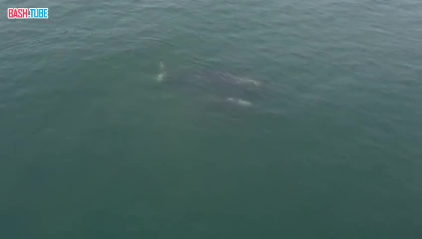 ⁣ Серые киты с детёнышами появились в Кроноцком заливе на Камчатке