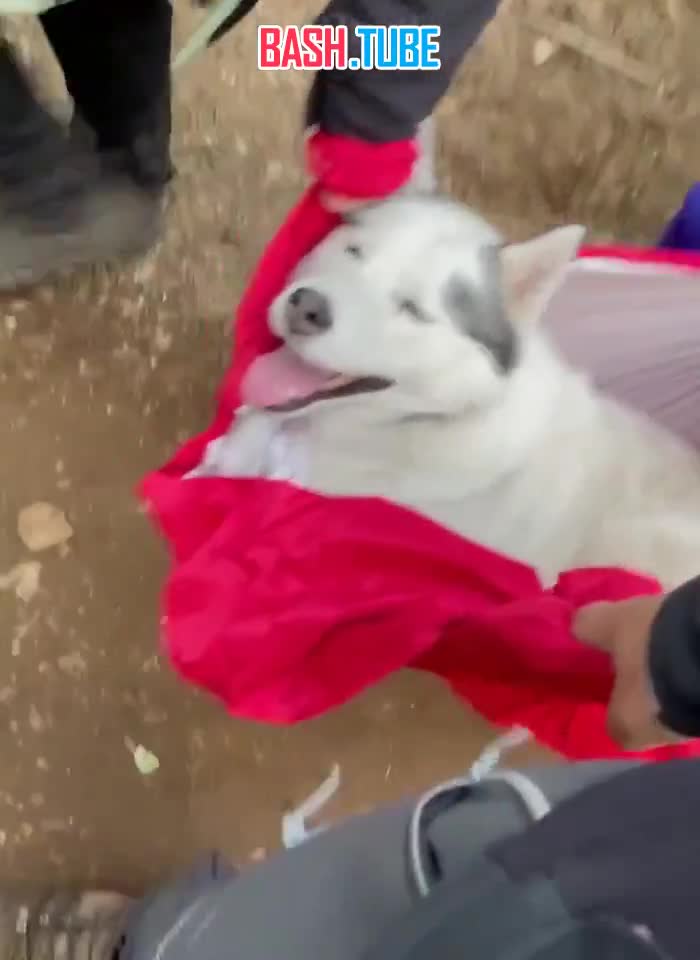 ⁣ На Камчатке туристам пришлось 15 километров нести уставшего пса на руках