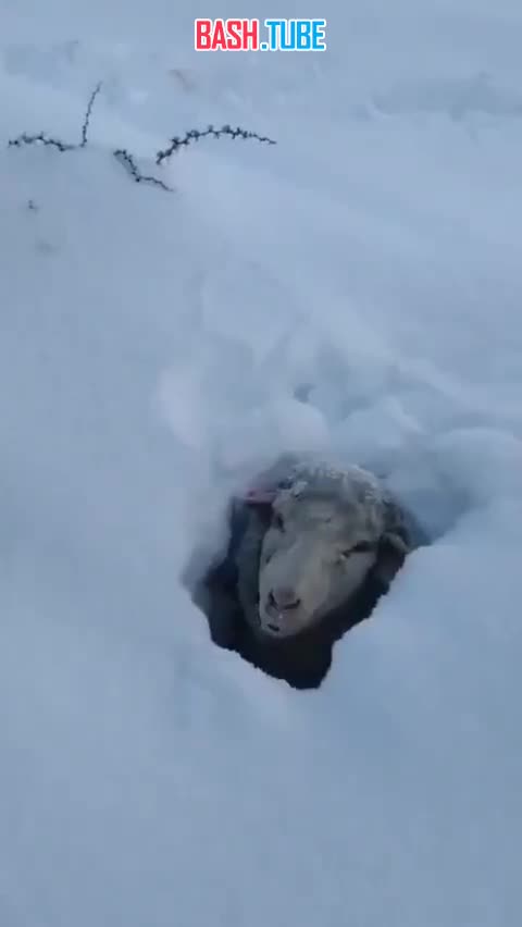 ⁣ Сильнейшие снегопады в аргентинской Патагонии накрыли огромным слоем снега пастбища и овец