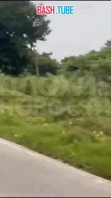  Слон растоптал туриста, который попытался сделать с ним селфи