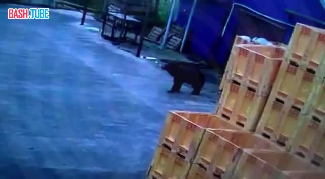  Медвежья семья инспектировала рыбзавод на Камчатке