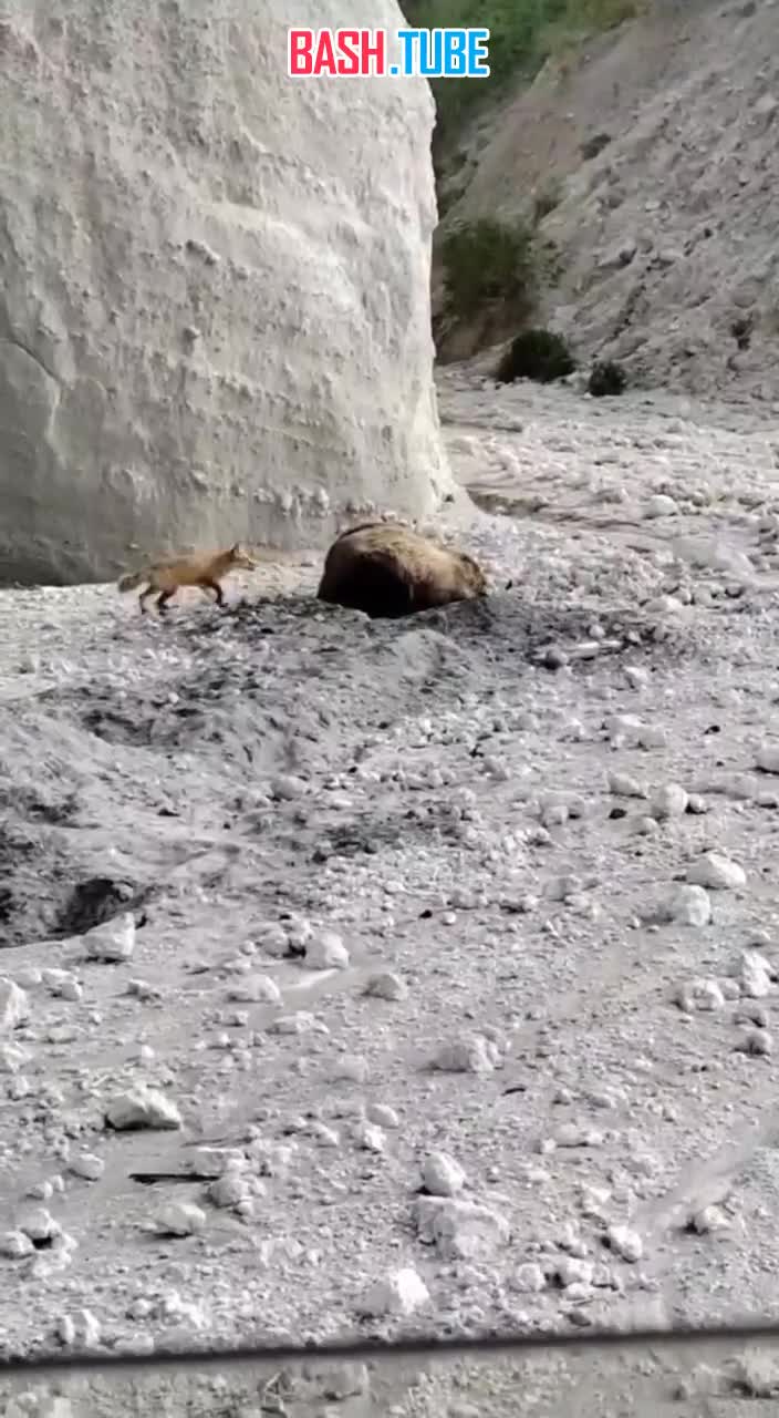  Видео заигрывания лисицы с медведем на курильском острове Итуруп в Сахалинской области завирусилось в соцсетях мира