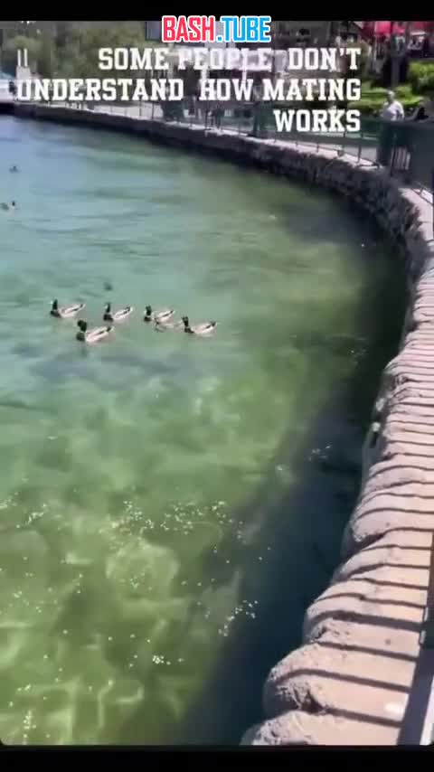  В Калифорнии феминистка пыталась предотвратить спаривание уток, считая, что самка не дала «активного согласия»