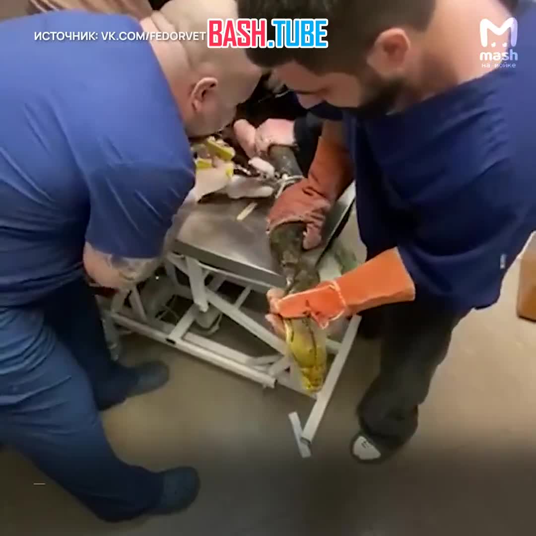  Питерские ветеринары провели операцию по спасению огромного питона Васи