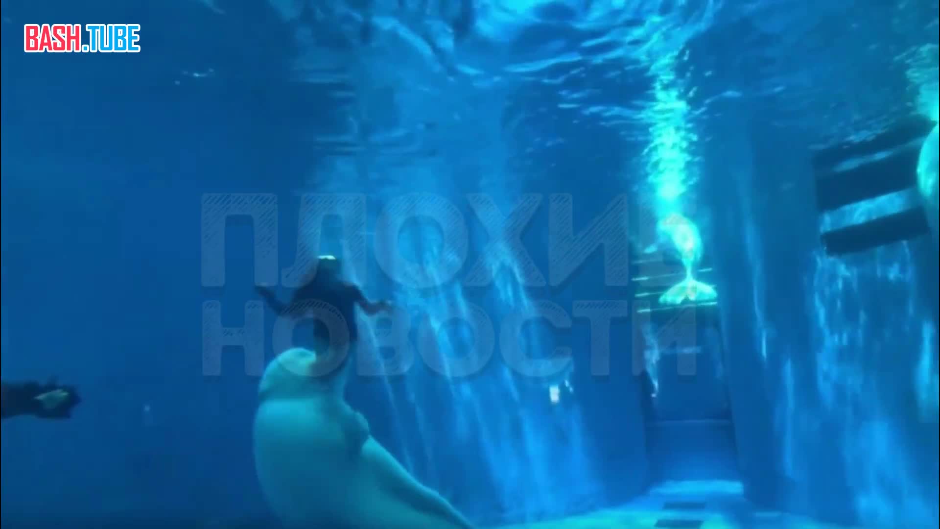  В китайском океаническом парке во время шоу огромная белуха напала на дайверов