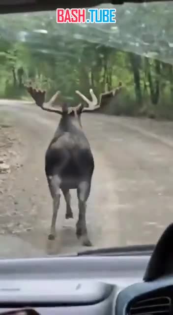  «Кто кого гонит, интересно?». Лось и медведь устроили забег по дороге