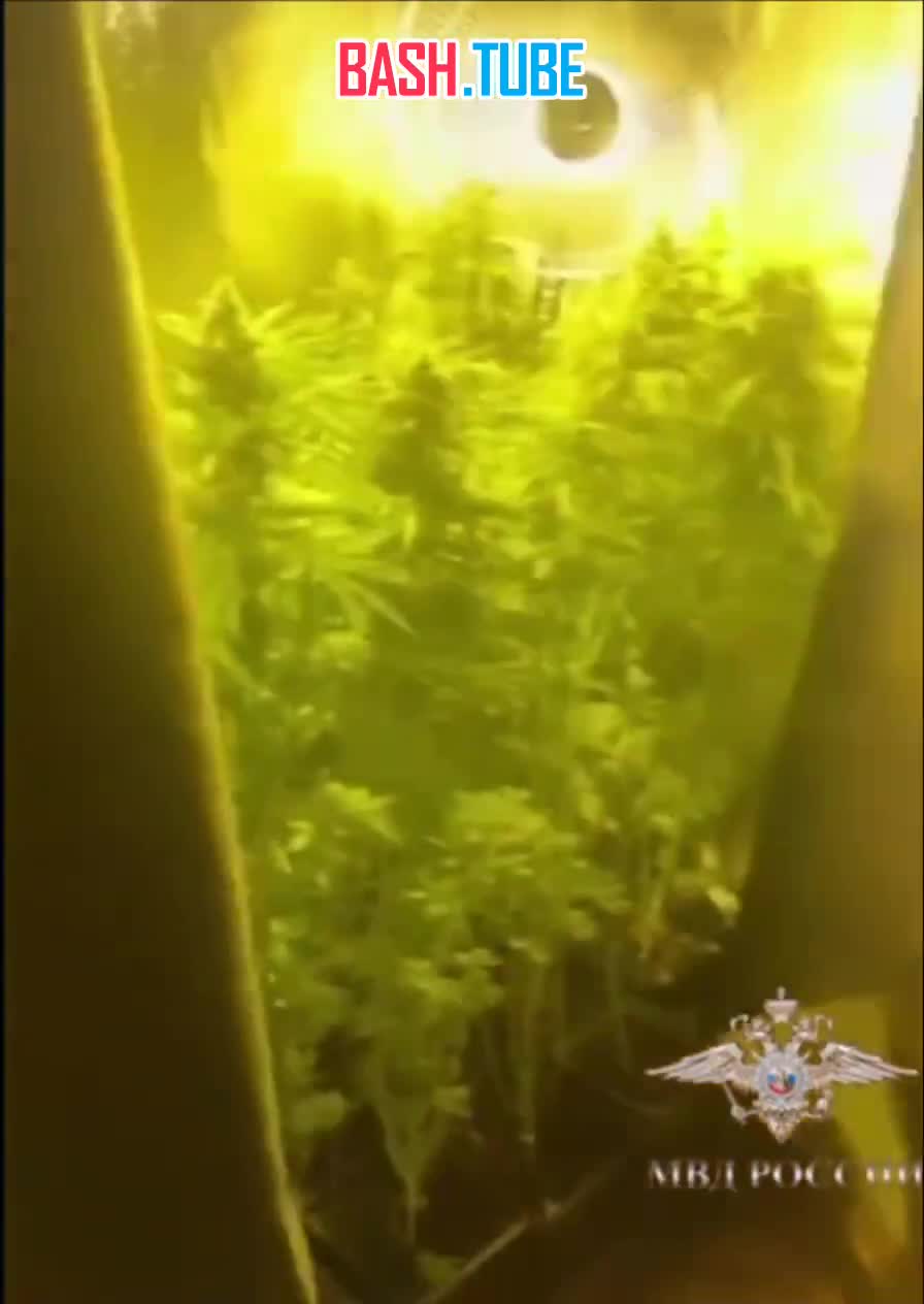  В Москве накрыли домашнюю плантацию конопли - в Солнцево двое агрономов держали ферму из 142 кустов травы