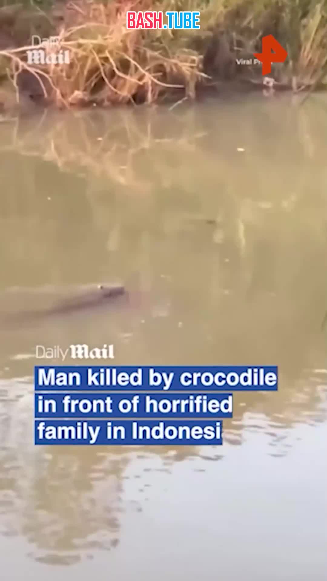  В Индонезии крокодил утащил мужчину под воду на глазах у семьи, - Daily Mail